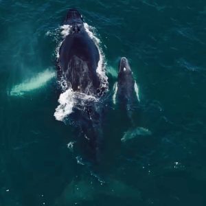 Whale Watching and Island Tour