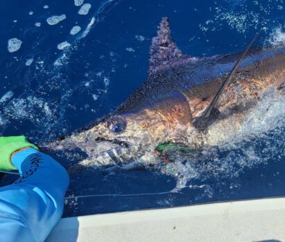 Offshore Fishing Gulf of Chiriqui (Fishing in Chiriqui)