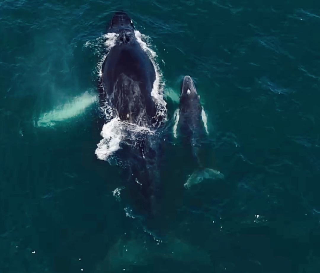 Whale Watching and Island Tour